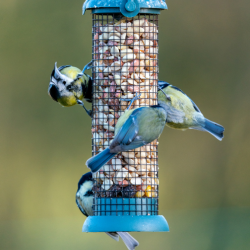 Bird Feeders and Bird Baths.