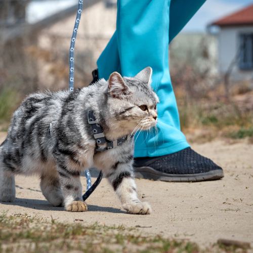 Leashes, Collars and accessories