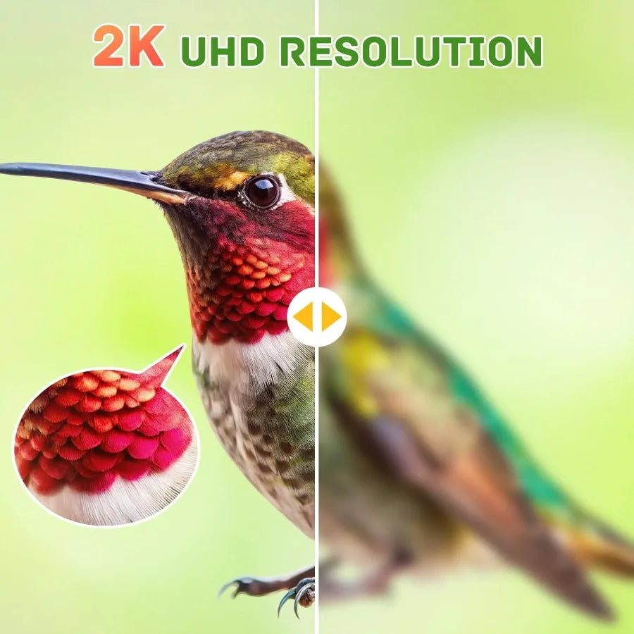 Smart Glass Hummingbird Feeder with Camera Solar Powered 2K HD.