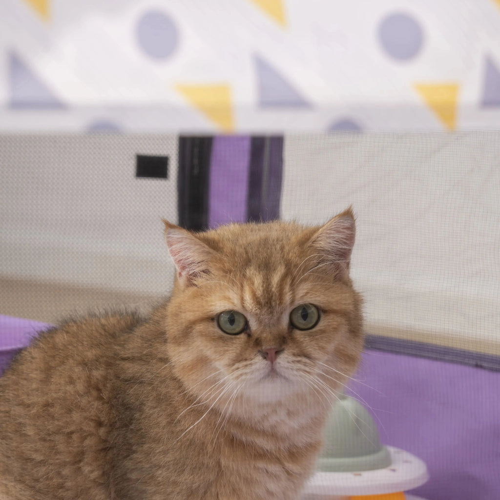 Foldable Mesh Ventilated Circular Cat Nest Outdoor/Indoor.